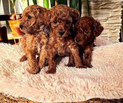 Red toy poodle - Vienna Dogs, Puppies