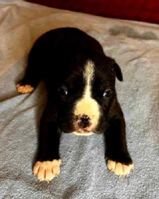 American Staffordshire terrier - Vienna Dogs, Puppies