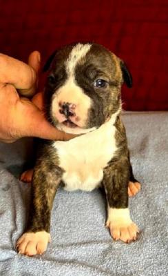 American Staffordshire terrier - Vienna Dogs, Puppies