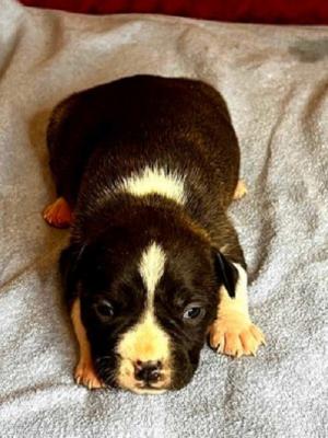 American Staffordshire terrier - Vienna Dogs, Puppies