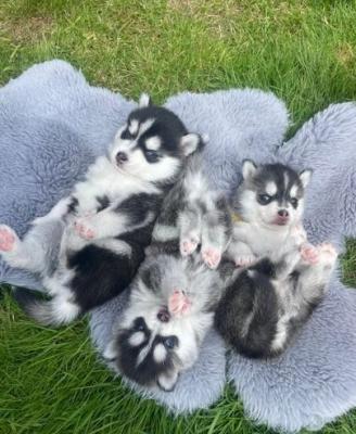Siberian husky  puppies now ready for a new home - Dubai Dogs, Puppies