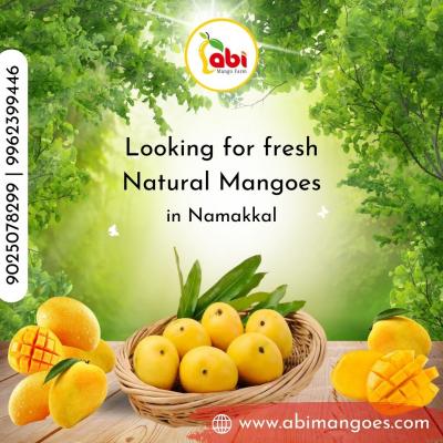 Abi Mangoes is Regarded as One of the Top Online Sellers in Namakkal. - Other Other