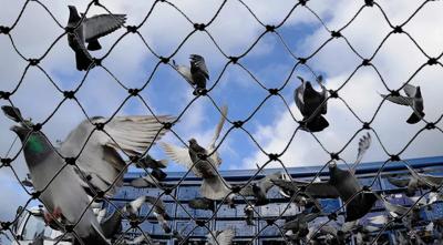 Pigeon safety nets in Bangalore karnataka