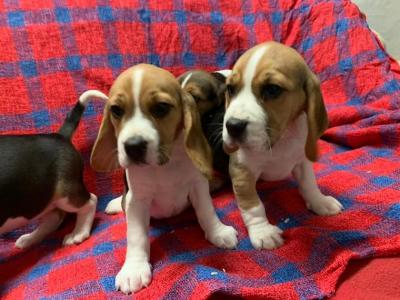 Male and female Cute Beagle puppies for Sale - Berlin Dogs, Puppies