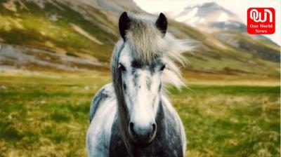 What are the Top 10 breeds of horses in India