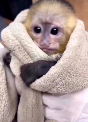 Capuchin Monkeys for Adoption (Ryanshaver900@gmail.com)