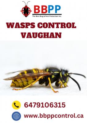 Wasp Control Vaughan - BBPP pest Control - Other Other
