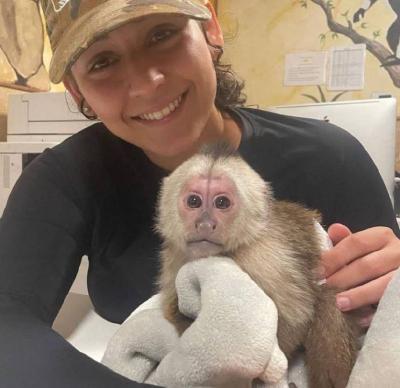 Adorable Capuchin Monkey