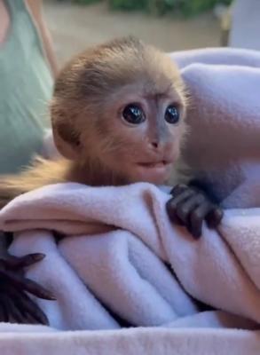 Two Capuchin Monkeys Available