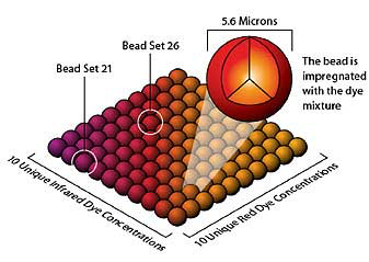 Luminex Assay Principle Of Denovo Tech 