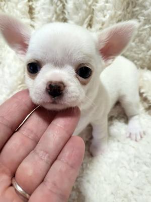 Chihuahua puppies - Vienna Dogs, Puppies