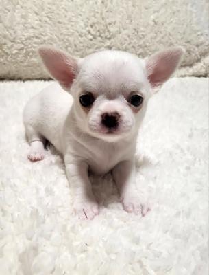 Chihuahua puppies - Vienna Dogs, Puppies