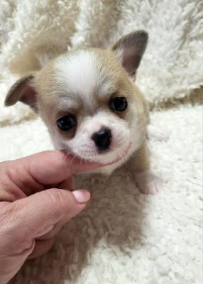 Chihuahua puppies - Vienna Dogs, Puppies