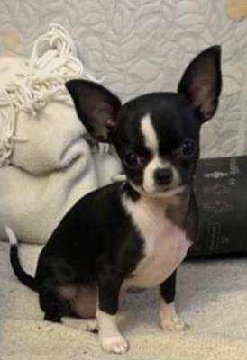 Female mini chihuahua - Vienna Dogs, Puppies