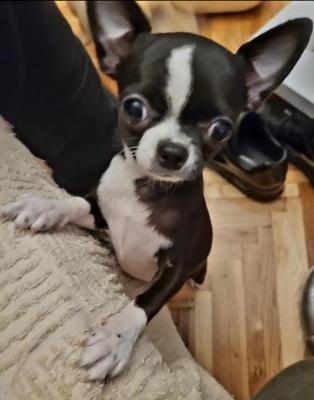 Female mini chihuahua - Vienna Dogs, Puppies