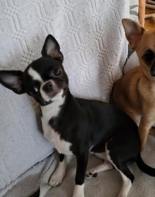 Female mini chihuahua - Vienna Dogs, Puppies