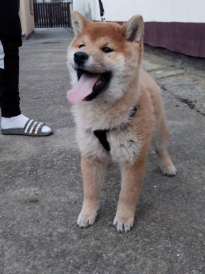 Shiba inu - Vienna Dogs, Puppies