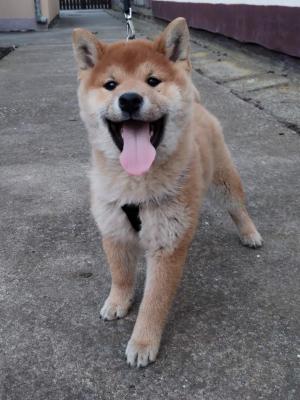 Shiba inu - Vienna Dogs, Puppies