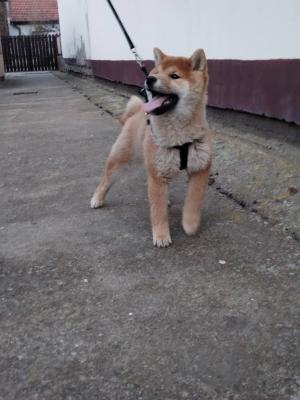 Shiba inu - Vienna Dogs, Puppies