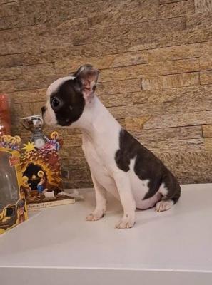 Boston-Terrier-Welpen - Vienna Dogs, Puppies