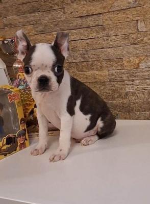 Boston-Terrier-Welpen - Vienna Dogs, Puppies