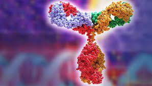 Primary antibodies 