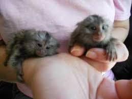 I have healthy male and female Marmoset monkeys for sale whatsapp by text or call +33745567830