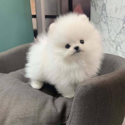 Toy Teacup Pomeranian puppies ready for sale whatsapp by text or call +33745567830  - Kuwait Region Dogs, Puppies