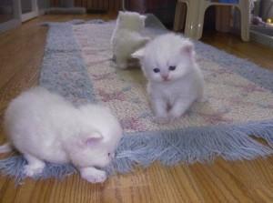 4 Beautiful white Persian Kittens for sale whatsapp by text or call +33745567830
