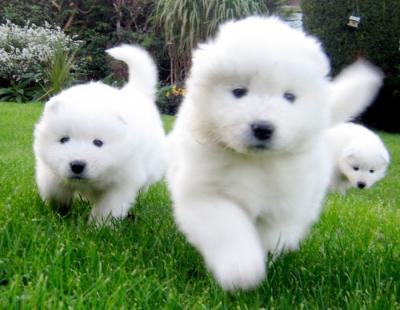 Affectionate Samoyed puppies for sale whatsapp by text or call +33745567830