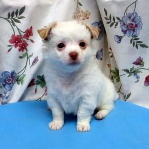 Guarantee Cute Chihuahua puppies for Sale whatsapp by text or call +33745567830