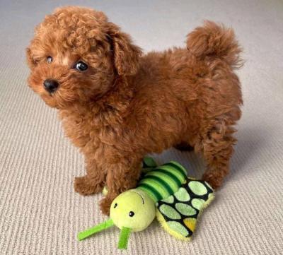 Toy Teacup Poodle puppies males and females for sale whatsapp by text or call +33745567830 - Kuwait Region Dogs, Puppies