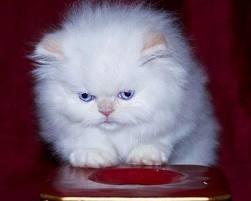 vaccinated Male and female white Persian kittens for sale whatsapp by text or call +33745567830 - Kuwait Region Cats, Kittens