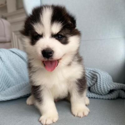 Beautiful Male and female Alaskan Malamute Puppies Available whatsapp by text or call +33745567830  - Dubai Dogs, Puppies