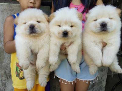 Available male and female chow chow puppies for Sale whatsapp by text or call +33745567830