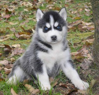 Great Siberian husky puppies available for Sale whatsapp by text or call +33745567830