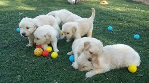 Gorgeous Golden Retriever Puppies Available for sale whatsapp by text or call +33745567830