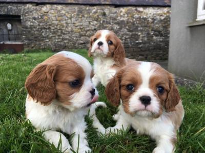 Cavalier King Charles Spaniel Puppies for sale whatsapp by text or call +33745567830