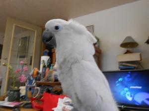 Lovely Cockatoo Parrots for Sale whatsapp by text or call +33745567830