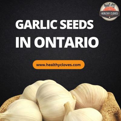 Cultivate Excellence | Healthy Coves Offers Superior Garlic Seeds in Ontario - Other Other