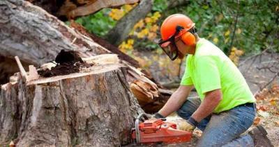 Hire Expert Tree Cutting Service in USA For Tree Solutions - Perth Professional Services