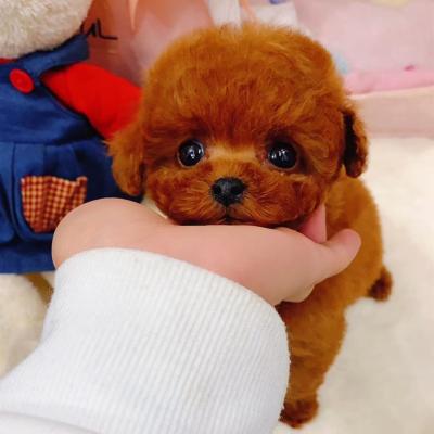 Toy Poodle Puppy - Birmingham Dogs, Puppies