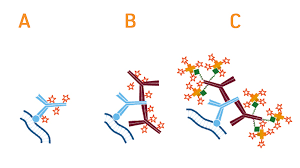 How to Optimize Secondary Antibody Staining with Denovo Technologies