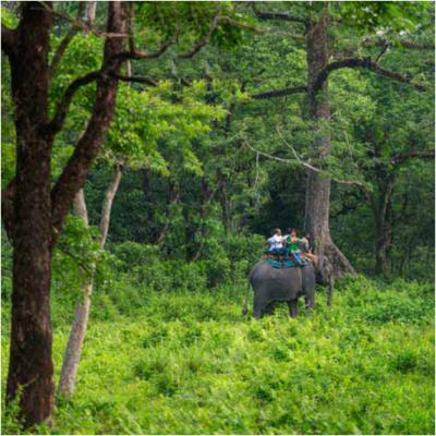 Amazing Dooars Package Tour with Jaldapara Elephant Safari in 2024