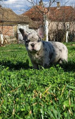 French Bulldog Merle Puppies - Vienna Dogs, Puppies