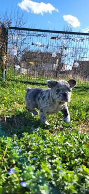 French Bulldog Merle Puppies - Vienna Dogs, Puppies