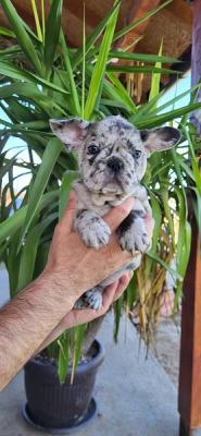 French Bulldog Merle Puppies - Vienna Dogs, Puppies