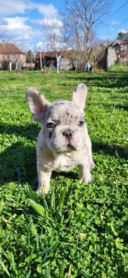 French Bulldog Merle Puppies - Vienna Dogs, Puppies