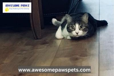 Exceptional Cat Sitting in Sugar Land - Awesome Pawz Pet Care, LLC - Other Health, Personal Trainer