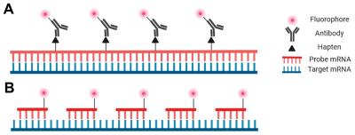 Exploring the Potential of In Situ Hybridization Probes: A Breakthrough Technology by Denovo Technol